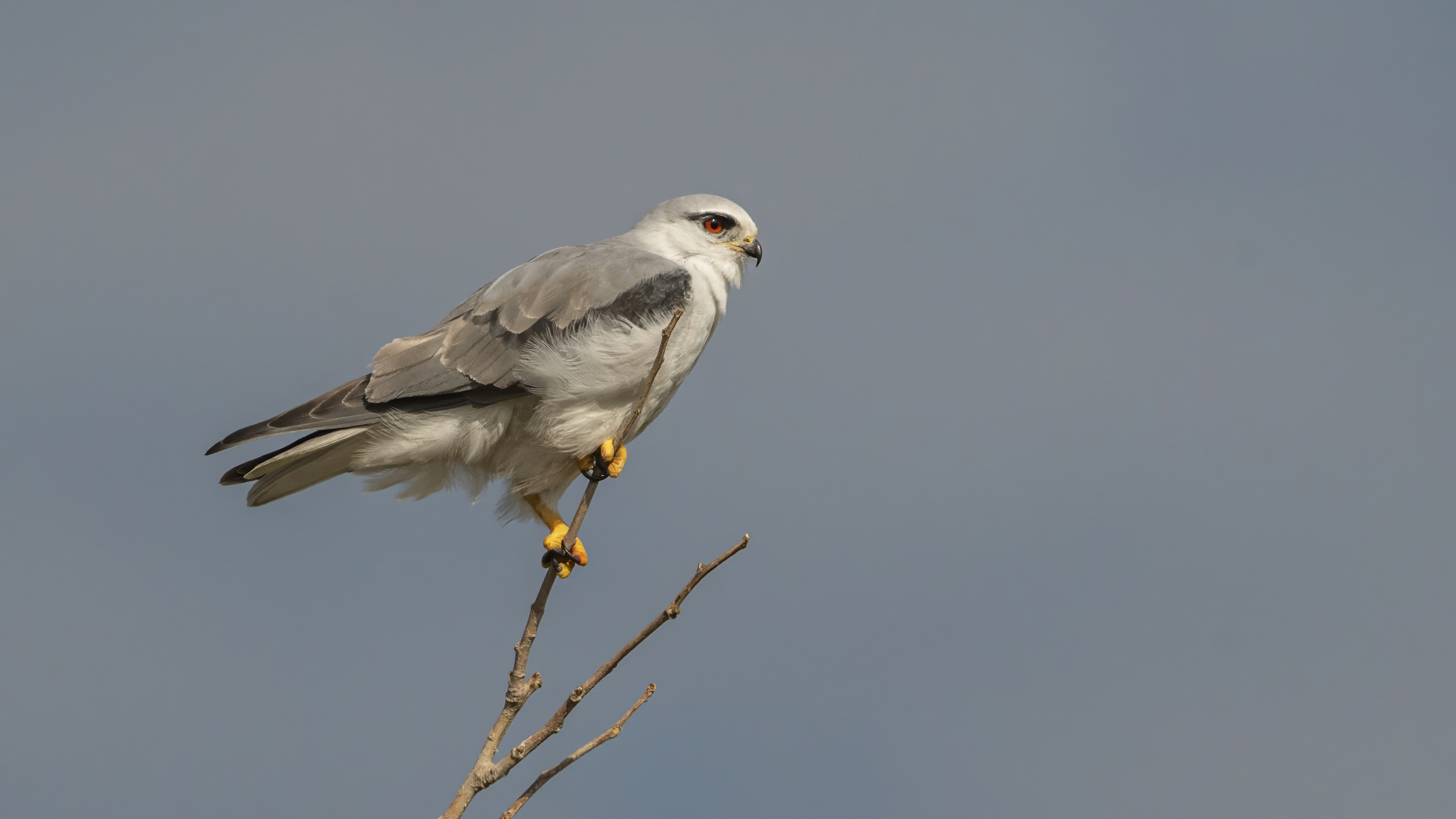 Black-winged Kite